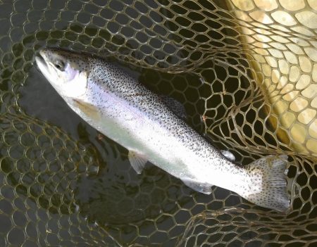 大安トラウトレイク 釣果